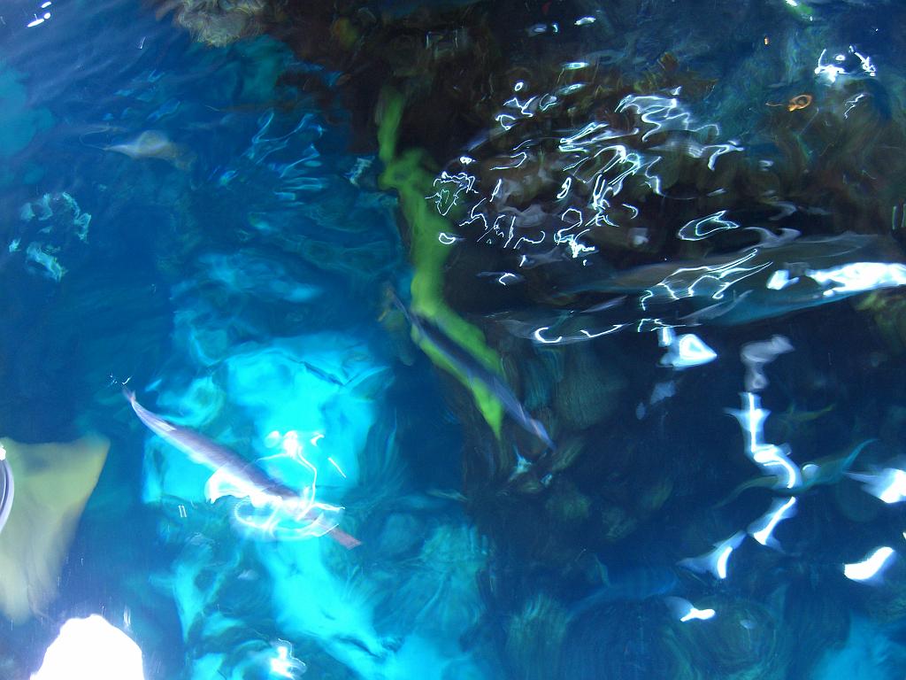 Aquarium 029.JPG